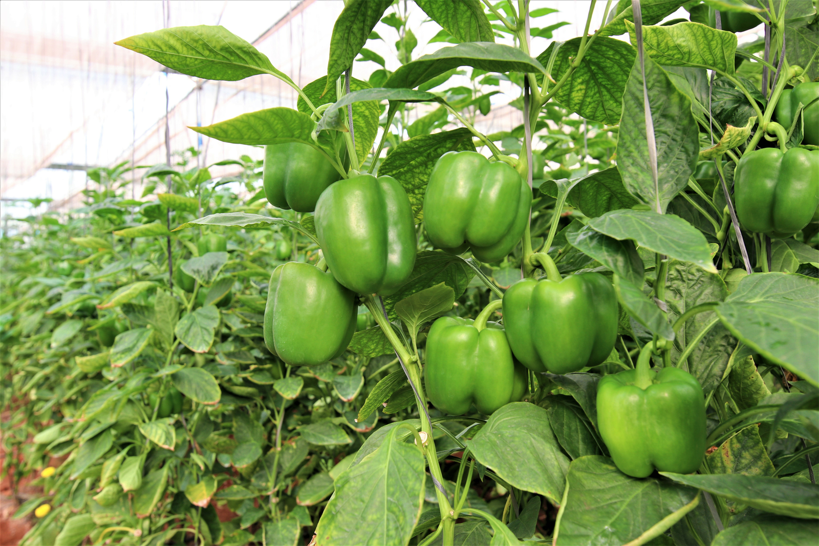 Capsicum In Capsicum