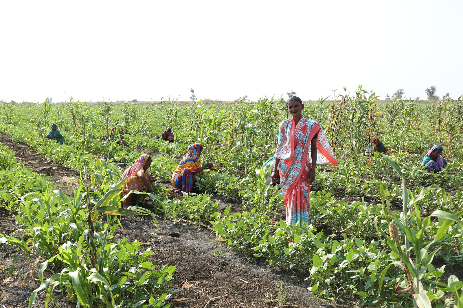 Netafim Chosen to Deploy Four Large Community Irrigation Projects Across India