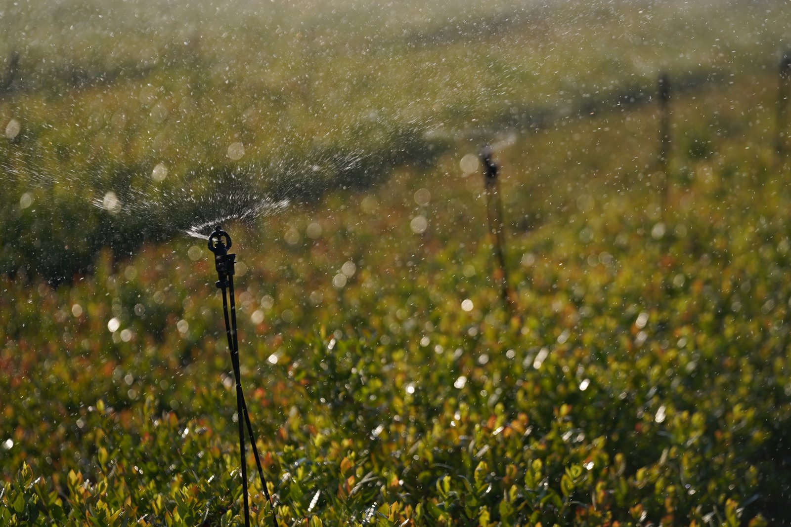 Netafim Sprinkler Irrigation System and Micro Sprinkler System In India