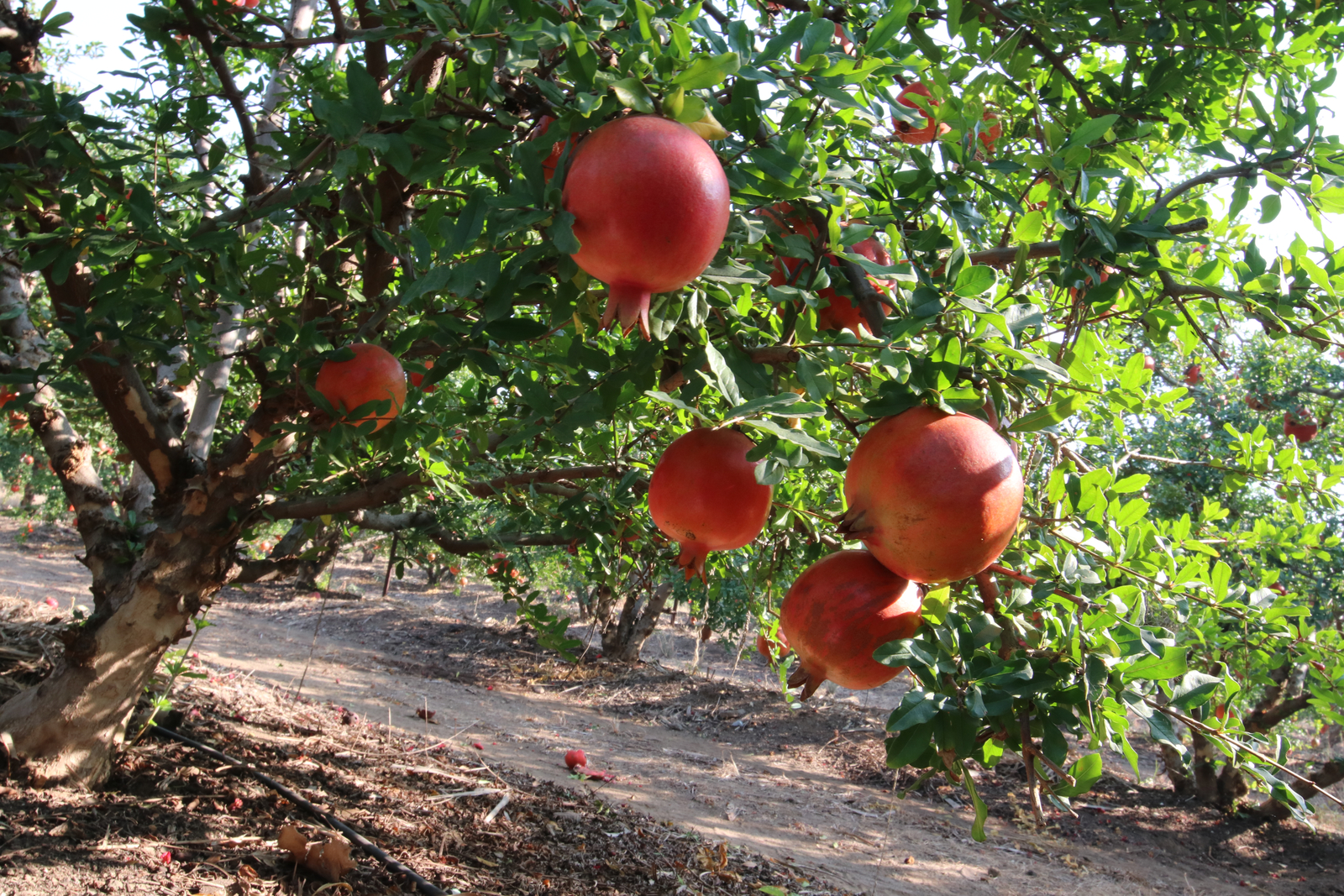 Precision irrigation for open field farms