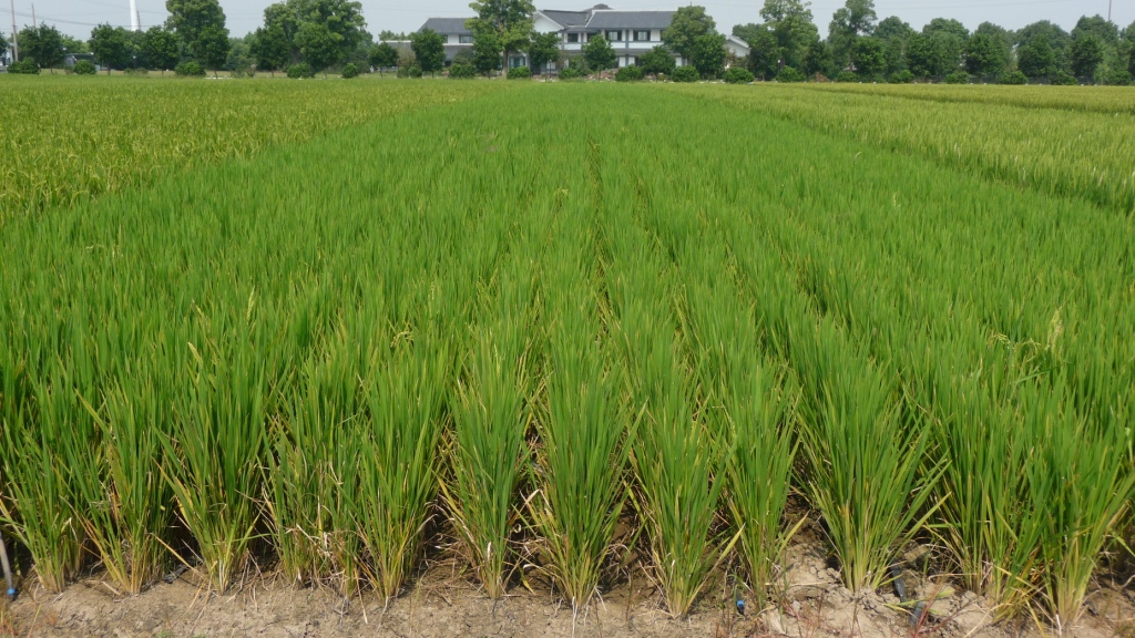 The AwardWinning Rice Farmer from Tamil Nadu! Netafim India Blog