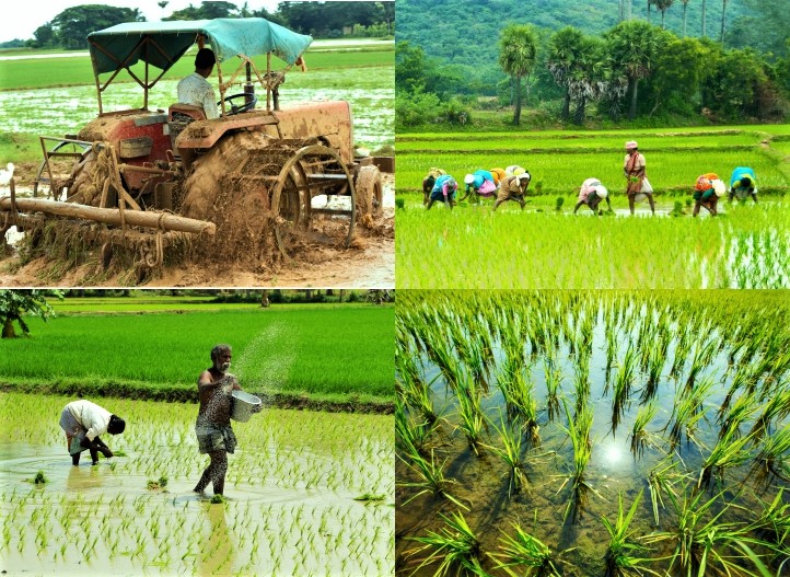 Drip irrigation for rice - Netafim