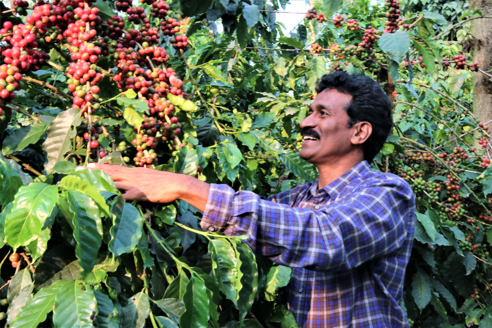 Drip Irrigation for Coffee Plantation Improve your Coffee Production
