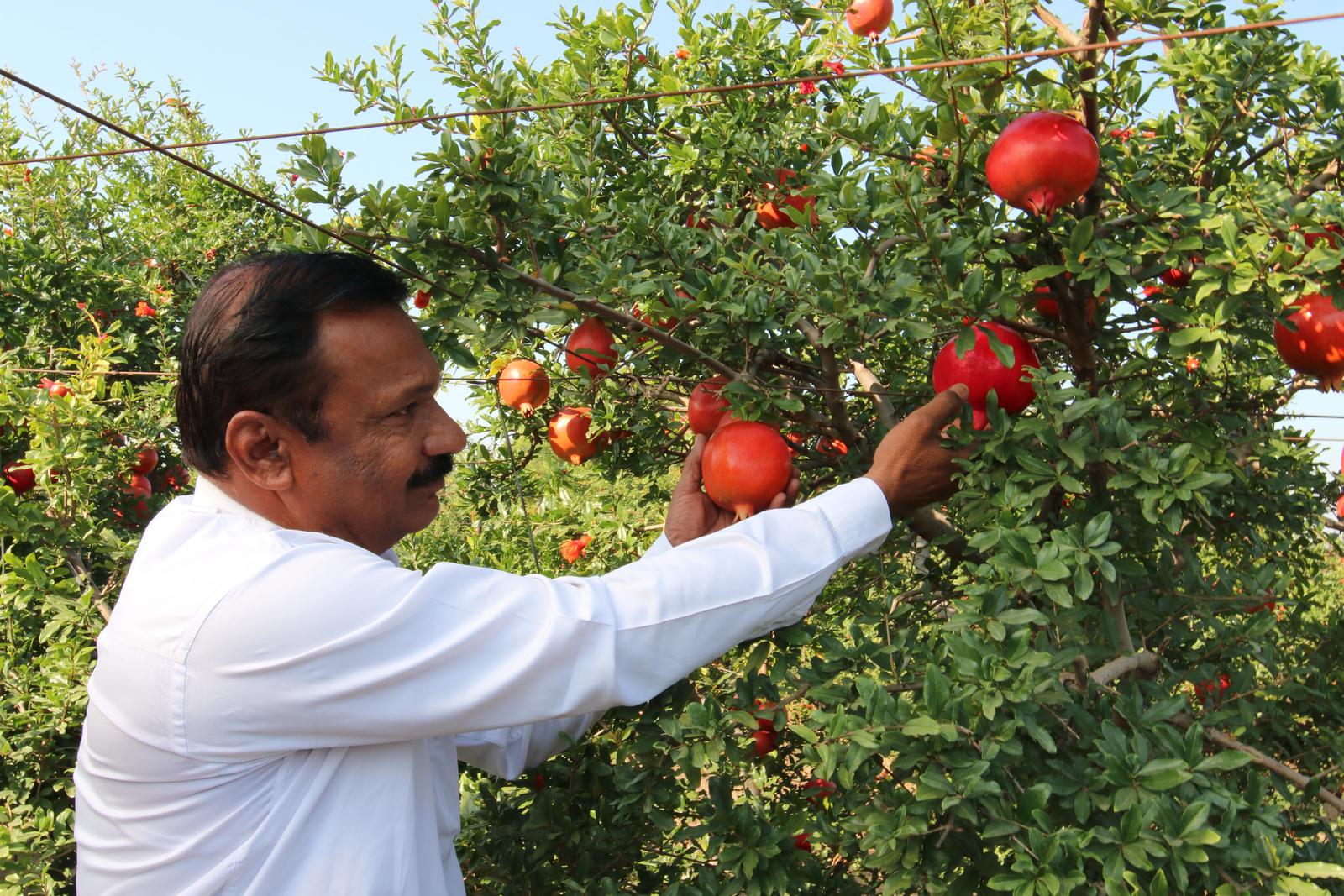 Pomegranate Farming Techniques Drip Irrigation For Pomegranate