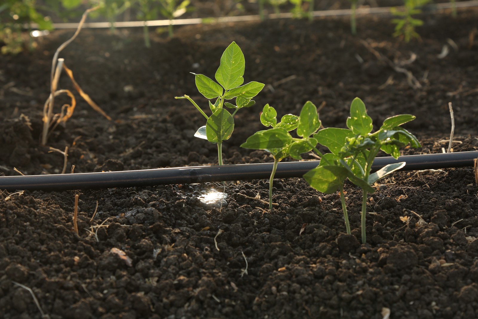 The Future of Farming: Smart Community Irrigation Solutions 
