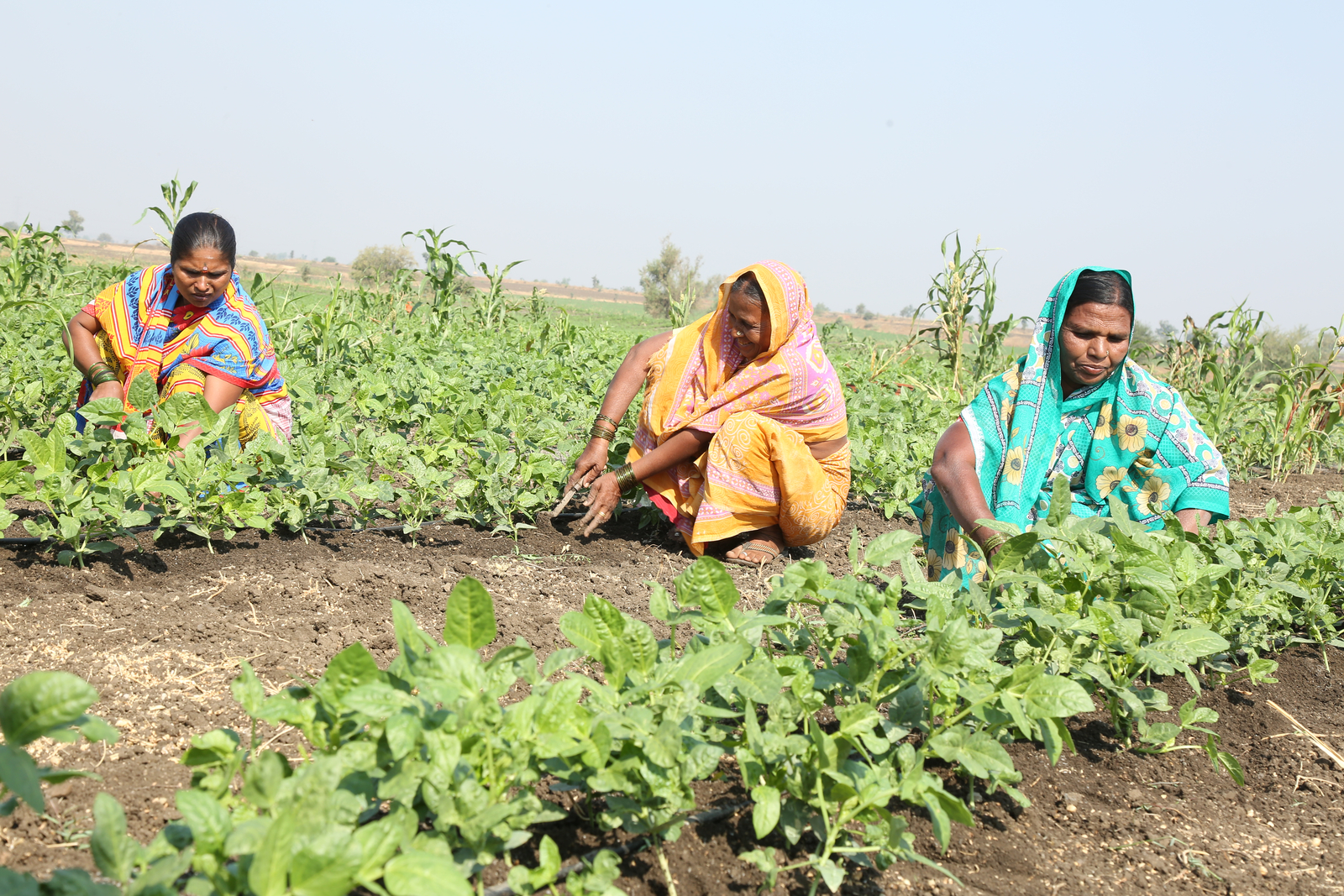 Community Irrigation project - Ramthal India