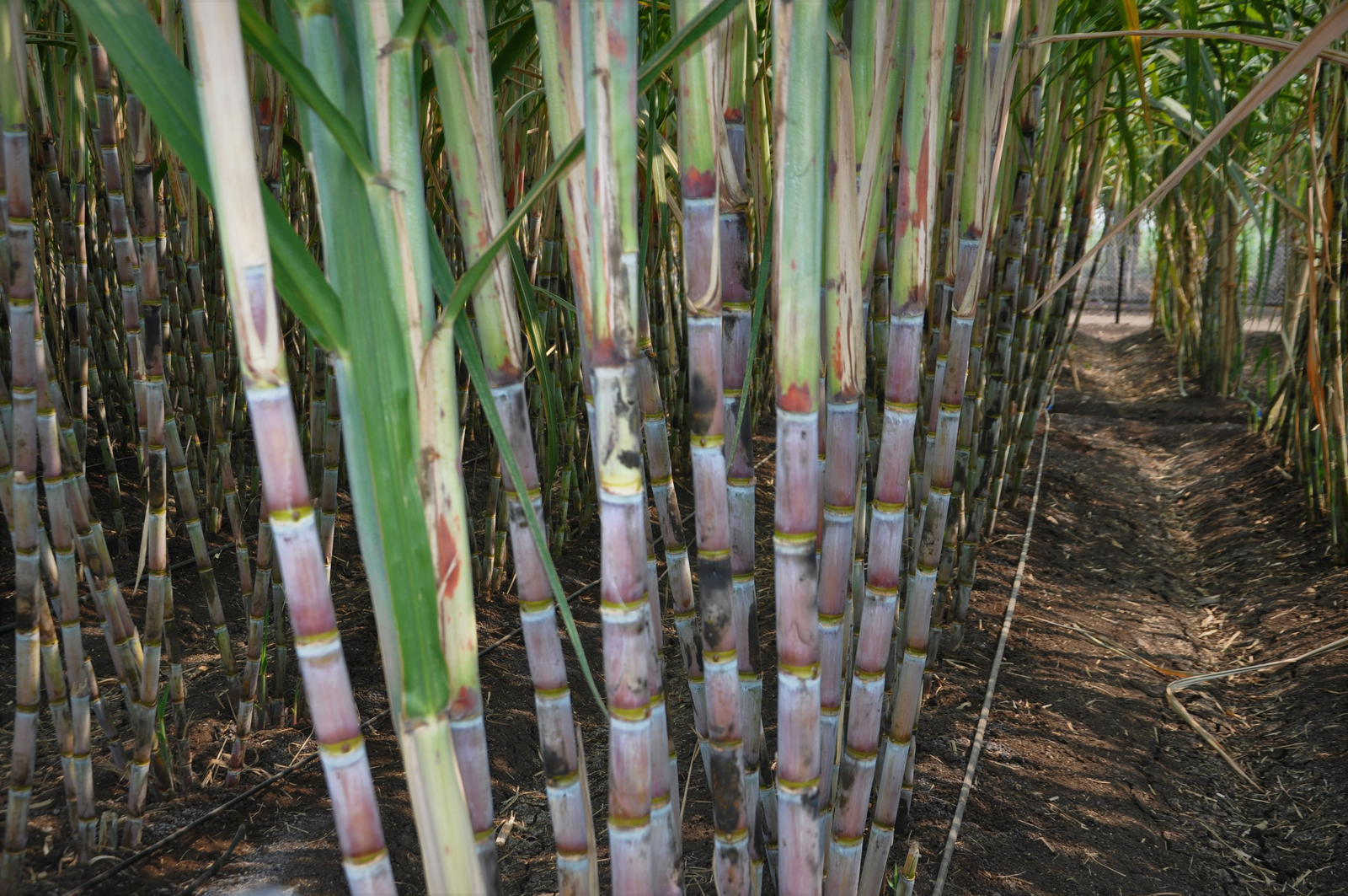 botanical description of sugarcane