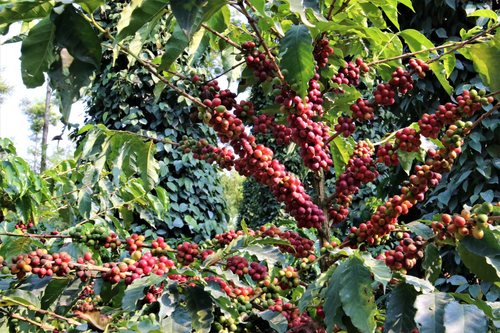 Why should Indian Coffee Producers go for Drip Irrigation?
