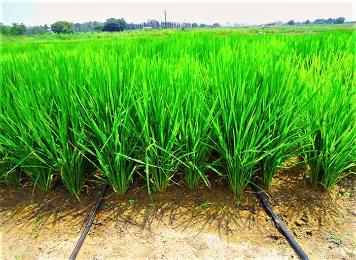 Drip irrigation for rice - Netafim