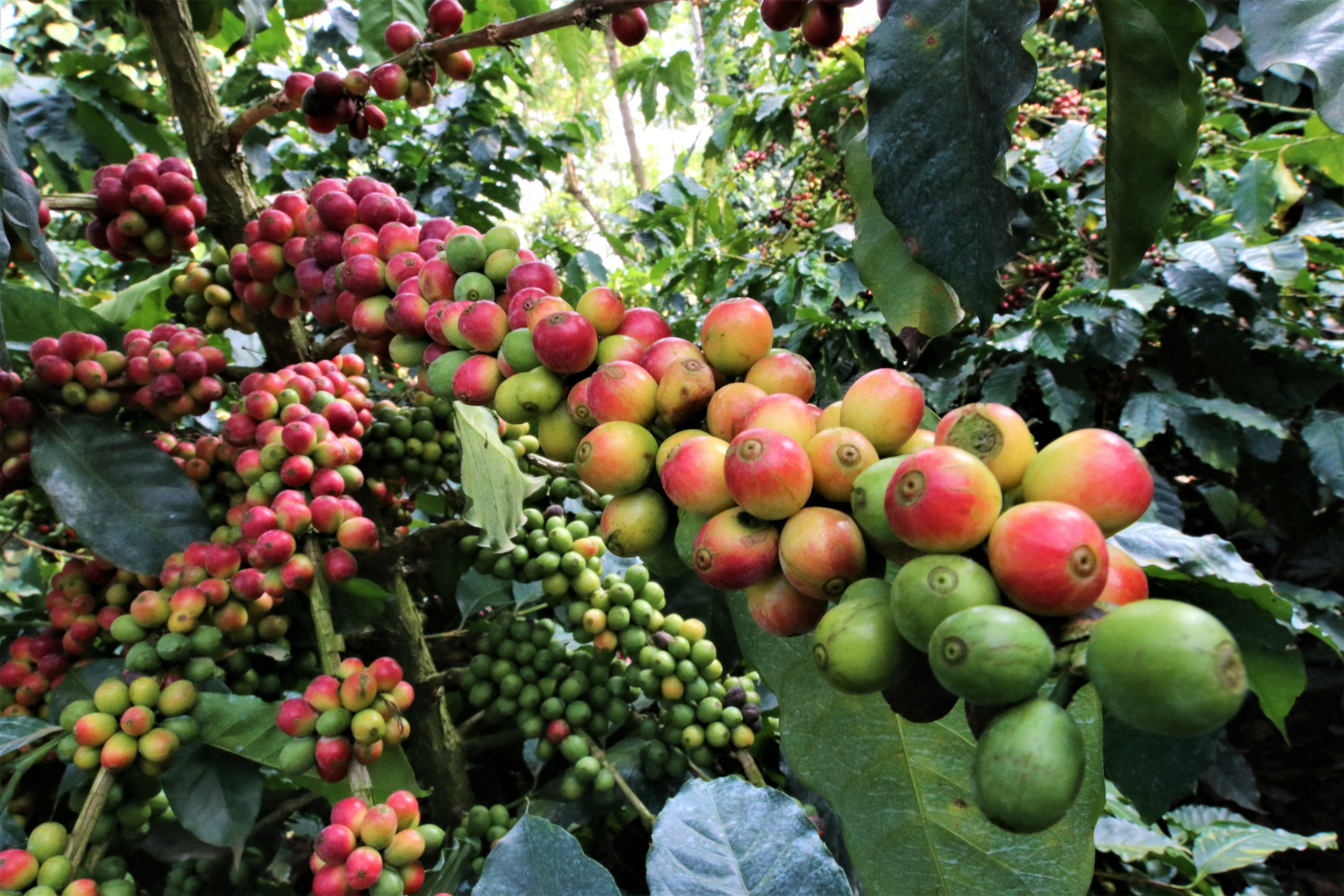 From crop to coffee faster with precision irrigation Netafim