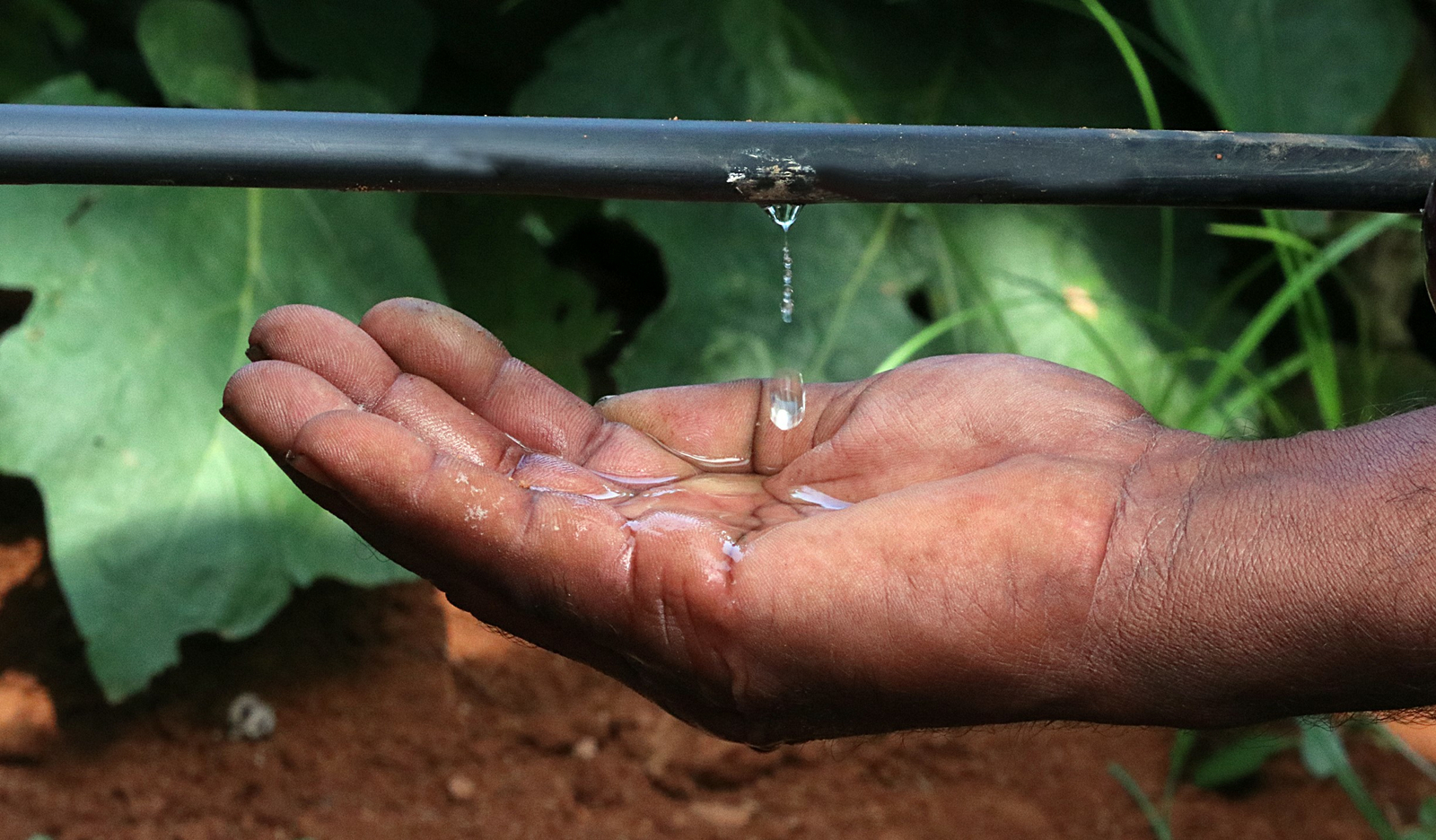 Drip irrigation for quality cotton lint