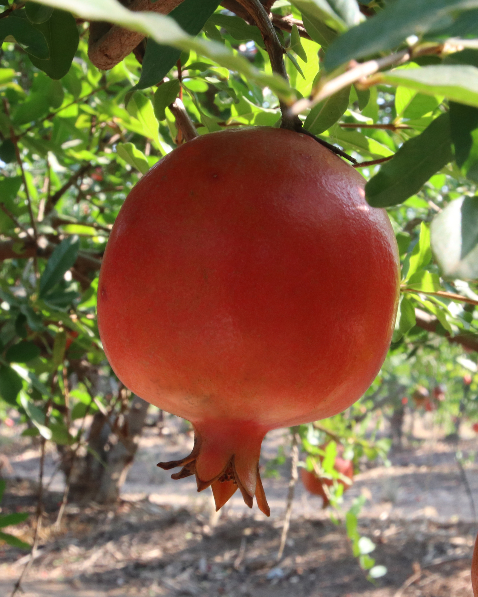 Pomegranate