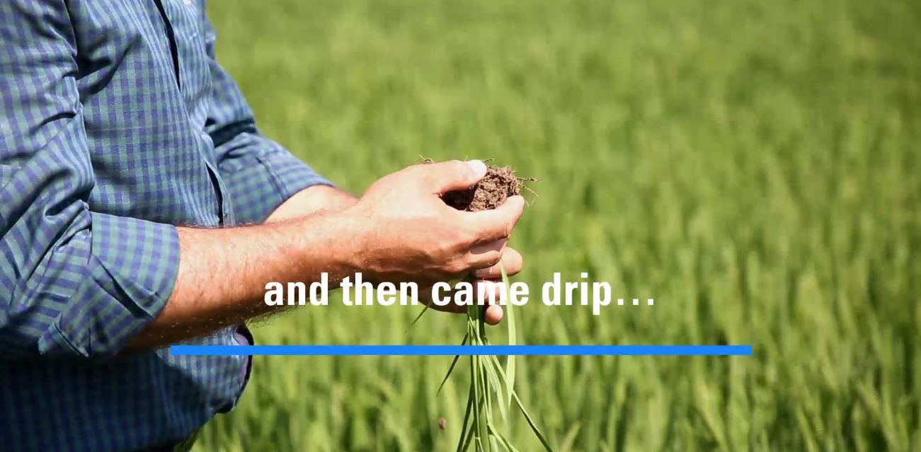 Increase Rice Yield Using Drip Irrigation Netafim