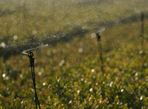 Sprinklers irrigation
