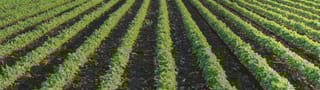 Row crops