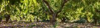 Horticultural crops
