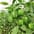 Capsicum