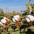 Cotton