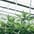 Medical cannabis
