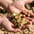 Hazelnuts