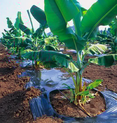 Increase Banana Cultivation Using Drip Irrigation