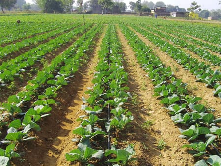 Budget 2024-25: Focussed Implementation Key to Maximise Impact of Agriculture Allocation and Micro Irrigation
