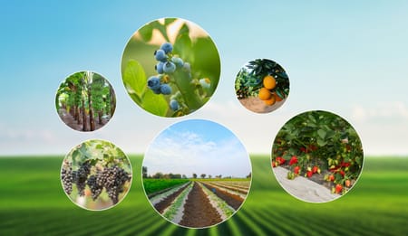 Increase Fruit Crop Yield with Netafim Drip Irrigation