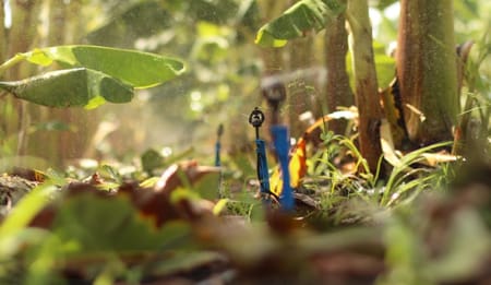 Cost and ROI of Banana Drip Irrigation Per Acre