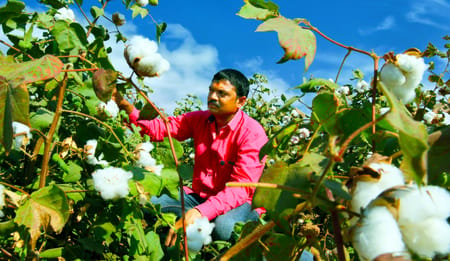 Cost-Benefit Analysis of Drip Irrigation for Cotton