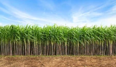 Drip Farming for Sugarcane, Cotton, and Vegetables