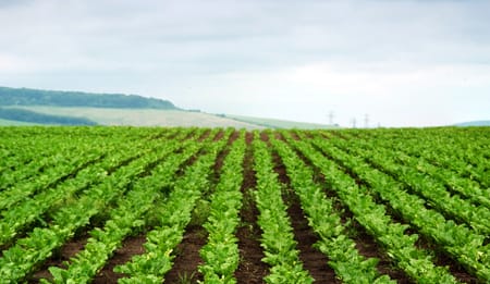 Drip Pipe Irrigation: Grow More, Spend Less, Get Better Results