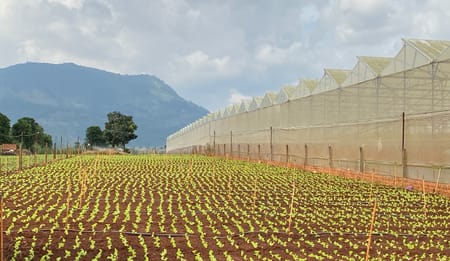 Protecting Greenhouse Crops with Precision Drip Irrigation Filters