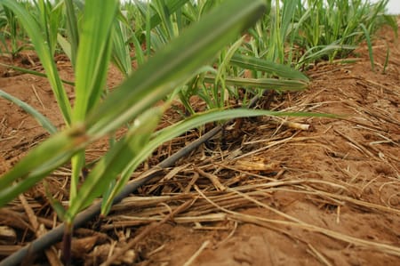 Subsurface Drip Irrigation (SDI) for Sugarcane: Why should farmers adopt it?