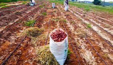 Water Management in Onion Farming: Why Drip is the Future