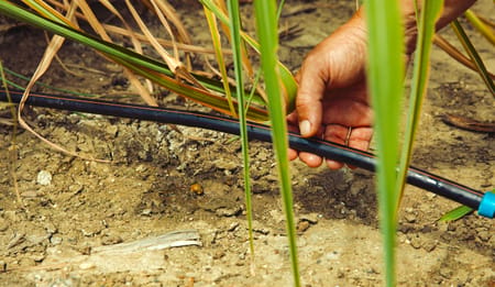 Why Fertigation Matters in Sugarcane