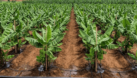 How to Increase Banana Bunch Weight Using Precision Irrigation