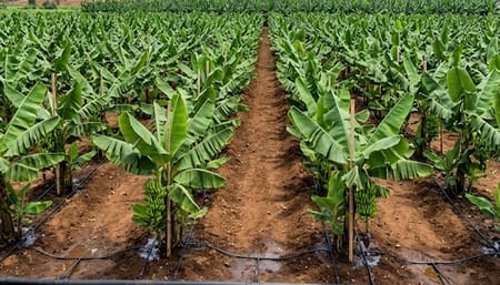 How to Increase Banana Bunch Weight Using Precision Irrigation