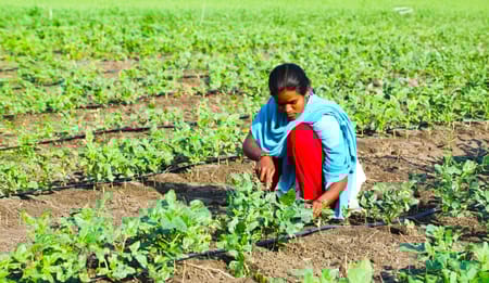 Inline Drip Irrigation for Vegetables, Fruits, and Field Crops