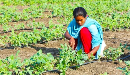 Netafim Drip Irrigation: Smart Farming Solutions for Indian Crops