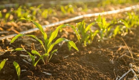 Understanding Drip Irrigation Systems for Healthy Plants