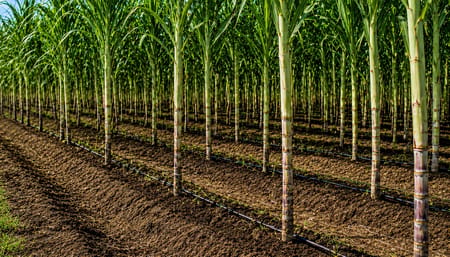 Water Requirement of Sugarcane Under Drip vs Flood Irrigation