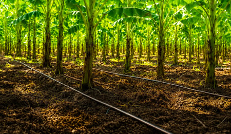 Water-Saving Techniques for Banana Farmers
