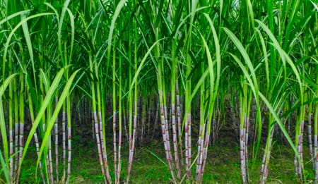 Complete Guide to Drip Irrigation for Sugarcane in India