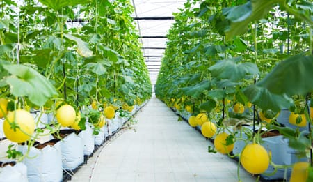 Protected Cultivation Solutions: Making Every Drop and Every Plant Count
