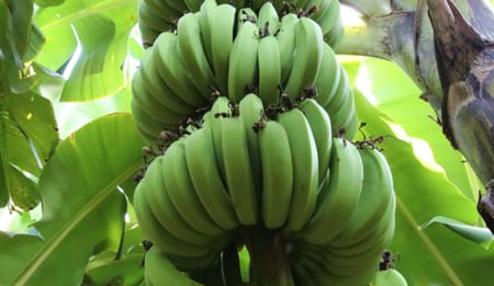 Complete Guide to Fertigation Program & Drip Irrigation Layout for G9 Banana Plantation in India