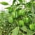 Capsicum