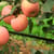 Apples