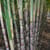 Sugarcane
