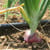 Onions