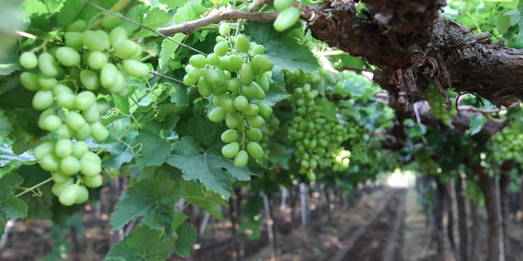 Precision Fertigation Irrigation: Better Crops, Every Time. Grow More With Netafim.